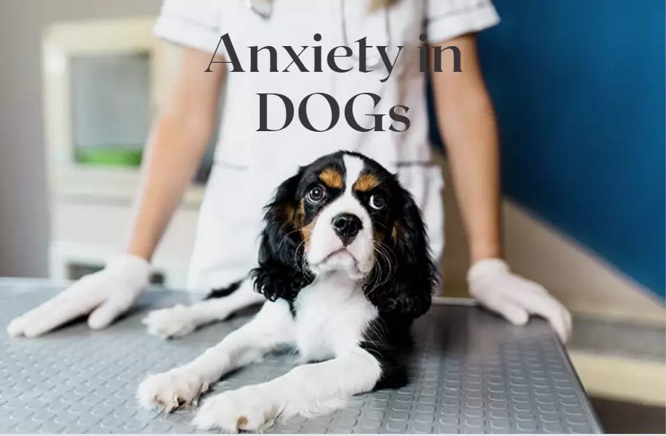 Dog Anxiety : Symptoms and how to cure