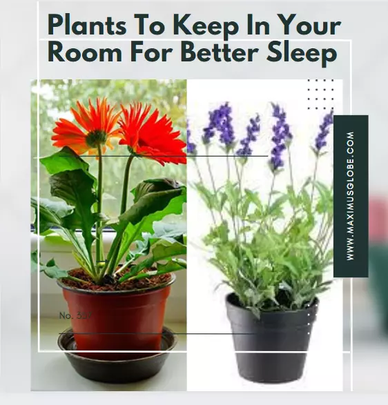 Plants To Keep In Your Room For Better Sleep