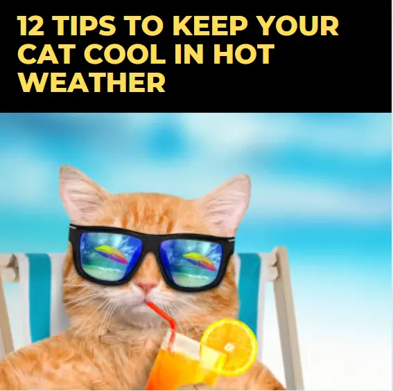 Can Cats Handle Summer?  